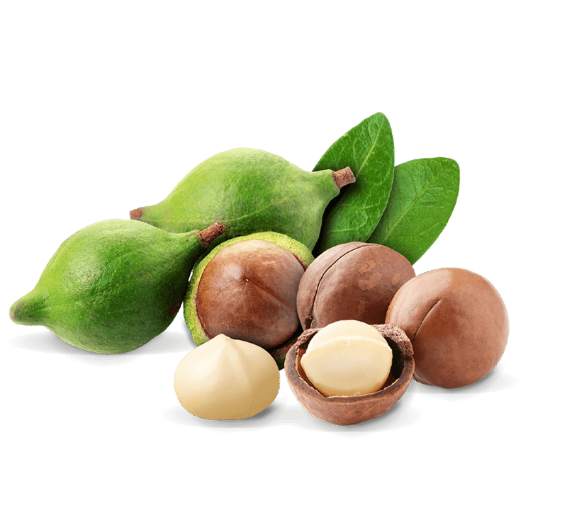 Queennut Macadamia